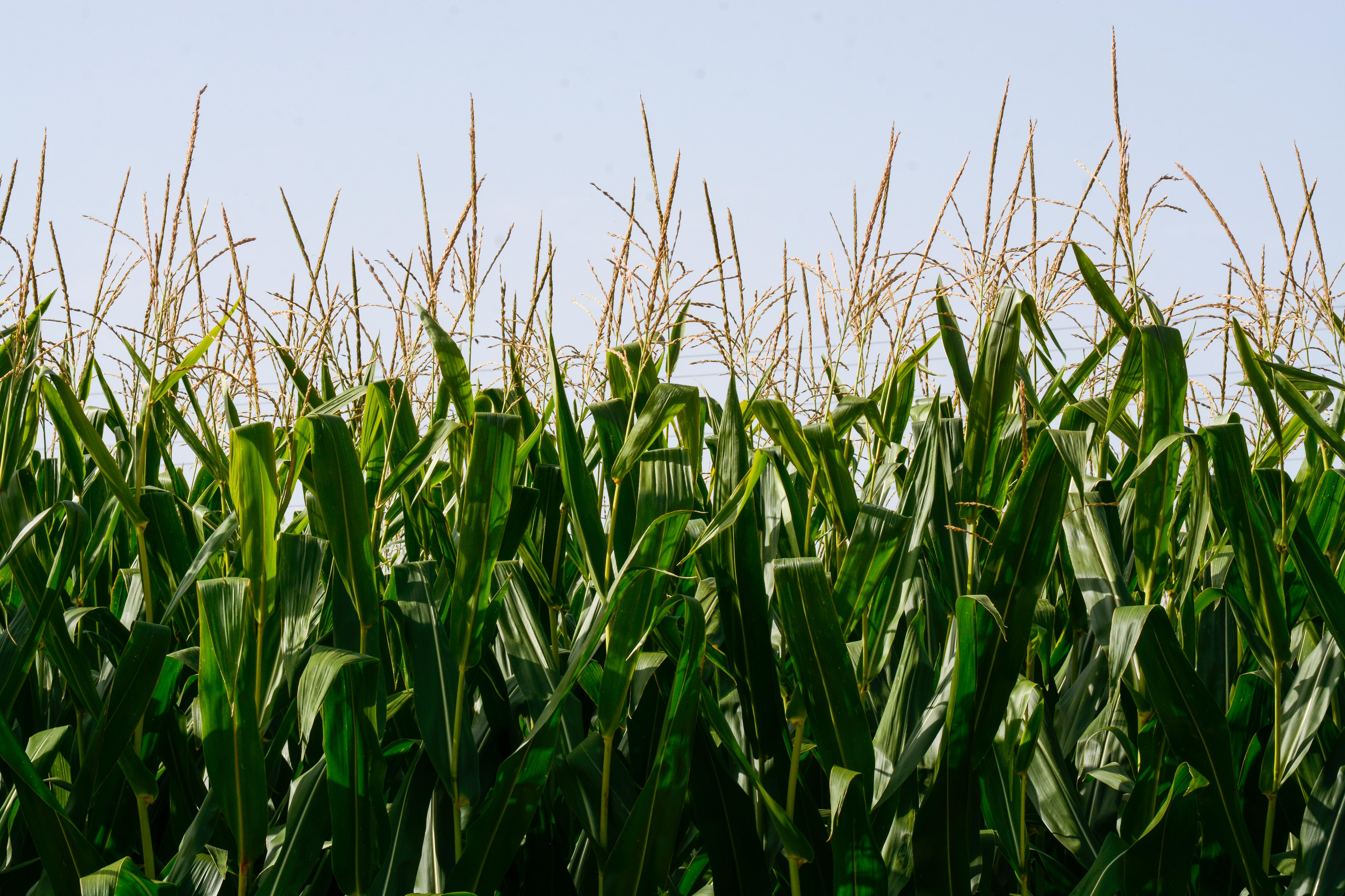 Masked Speaker – Teenagers of the Corn — Decatur Community news